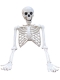 Скелет человека Skeleton, 165 см